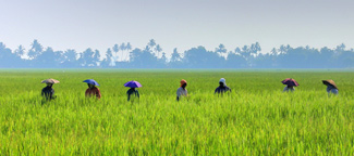 kuttanad